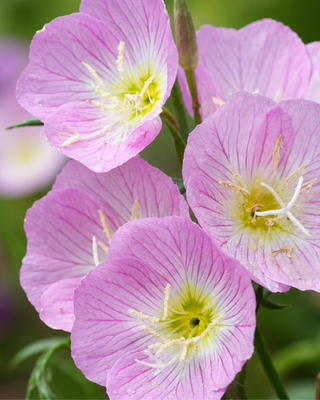 OENOTHERA SPECIOSA
