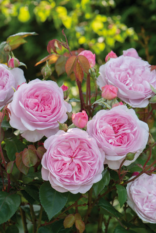 Olivia Rose Austin (Ausmixture, 2014)