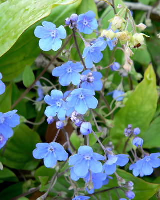 OMPHALODES CAPADOCICA "CHERRY IGRAM"