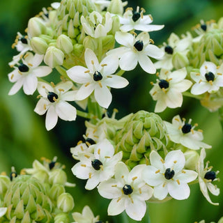 Ornithogalum Arabicum