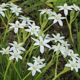 Ornithogalum Umbellatum