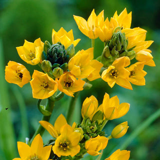 Ornithogalum Dubium