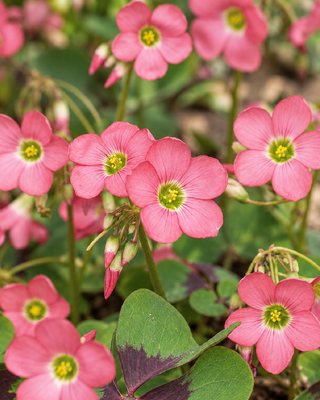 OXALIS DEPPEI "IRON CROSS"