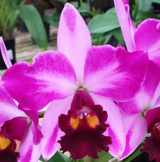 Cattleya Quilla