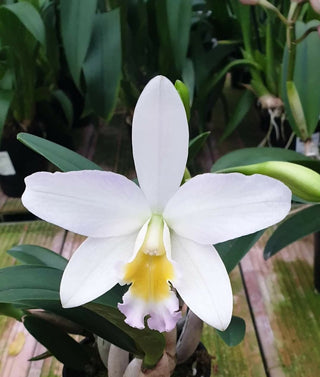 Cattleya Marcel