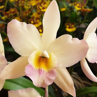 Cattleya Springtime