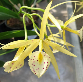 Cattleya Yellow Bird