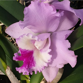 Cattleya Wilma
