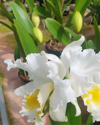 Cattleya Wilma