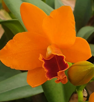 Cattleya Young minigold