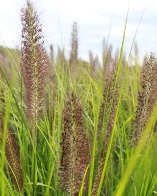 PENNISETUM ALOPECUROIDES "BLACK BEAUTY"