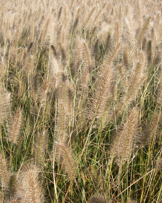 PENNISETUM ALOPECUROIDES "HAMELN"