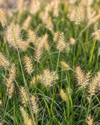 PENNISETUM ALOPECUROIDES "LITTLE BUNNY"