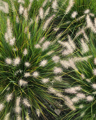 PENNISETUM ALOPECUROIDES "LUMEN GOLD" (J.S. JOMMENIK)