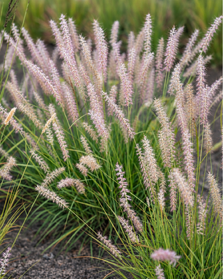 PENNISETUM ORIENTALE "DANCE WITH ME"