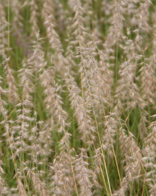 PENNISETUM ORIENTALE