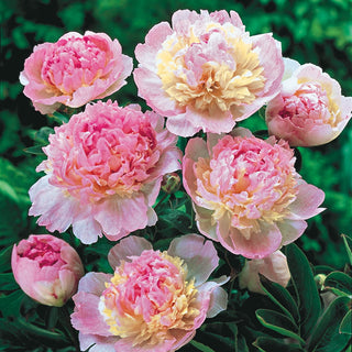 Peonia Raspberry Sundae