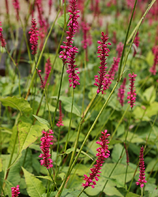 PERSICARIA AMPLEXICAULIS "FIRETAIL"