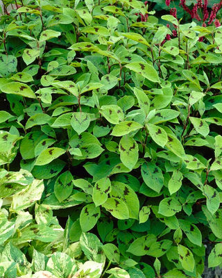 PERSICARIA FILIFORMIS "VARIEGATA"