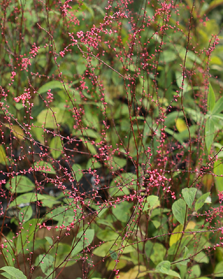 PERSICARIA VIRGINIANA VAR. FILIFORMIS