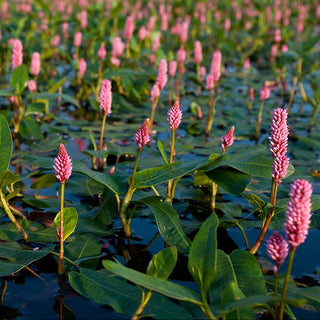 PERSICARIA AMPHIBIA