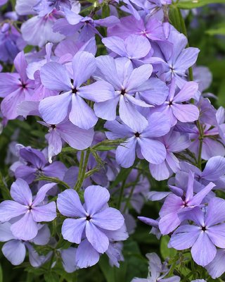 PHLOX DIVARICATA "BLUE MOON"