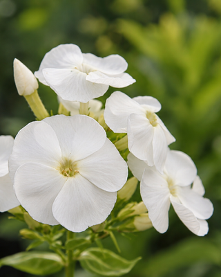 PHLOX PANICULATA "DAVID"