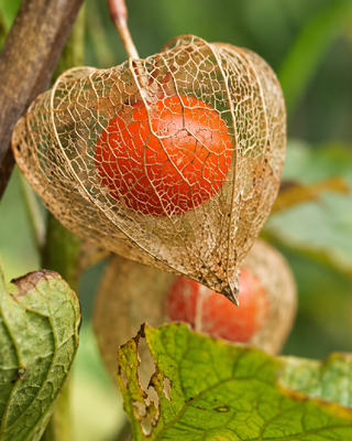 PHYSALIS ALKEKENGI