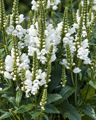 PHYSOSTEGIA VIRGINIANA ‘MISS MANNERS’