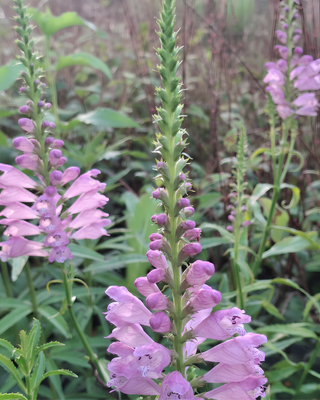 PHYSOSTEGIA VIRGINIANA "VIVID"