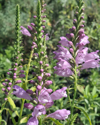 PHYSOSTEGIA VIRGINIANA "VIVID"