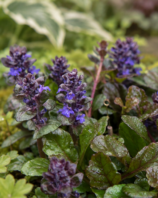 AJUGA "BLACK SCALLOP"