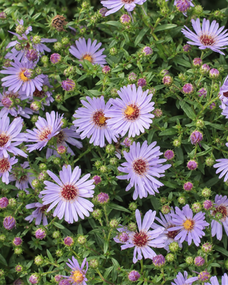 ASTER (SYMPHYOTRICHUM) DUMOSUM "WOODS LIGHT BLUE"