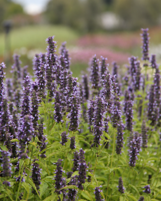 AGASTACHE “BLACK ADDER”