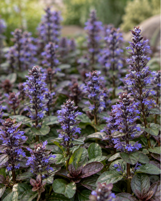 AJUGA TENORII "VALFREDDA" (CHOCOLATE CHIP)