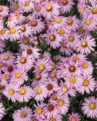 ASTER (SYMPHYOTRICHUM) DUMOSUM "PETER PAN"
