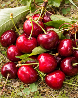 PIANTA DI CILIEGIA DURONA VIGNOLA I "PRUNUS AVIUM"