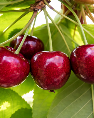 PIANTA DI CILIEGIA DURONA VIGNOLA II "PRUNUS AVIUM"