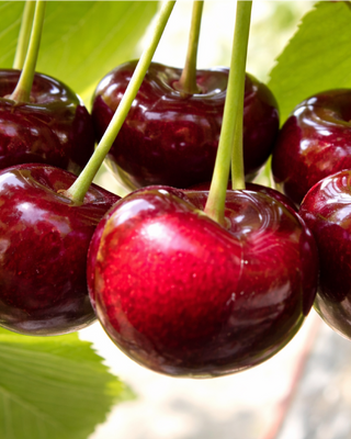 PIANTA DI CILIEGIA DURONA VIGNOLA III "PRUNUS AVIUM"