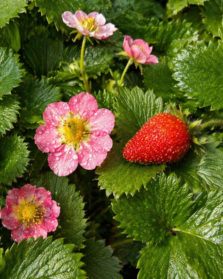 PIANTA DI FRAGOLA FRAGOO "FRAGARIA"
