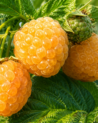 PIANTA DI LAMPONE GIALLO "RUBUS IDEAUS"