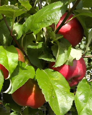 PIANTA DI MELA ABBONDANZA ROSSA "MALUS DOMESTICA"