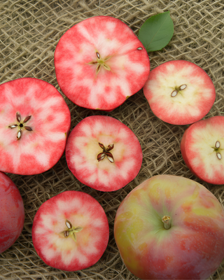 PIANTA DI MELA DALLA POLPA ROSSA O COCOMERINA
