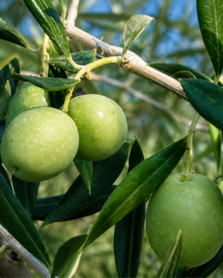 PIANTA DI OLIVO ASCOLANA "OLEA EUROPAEA"