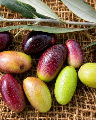 PIANTA DI OLIVO CAPOLGA "OLEA EUROPAEA"