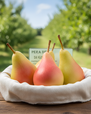 PIANTA DI PERA BELLA DI GIUGNO "PYRUS COMMUNIS"