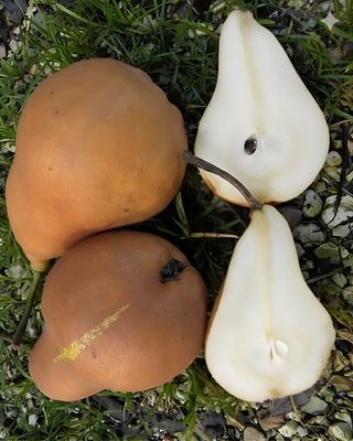 PIANTA DI PERA KAISER "PYRUS COMMUNIS"