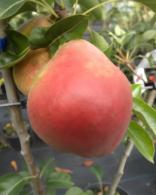 PIANTA DI PERA WILLIAM ROSSA "PYRUS COMMUNIS"