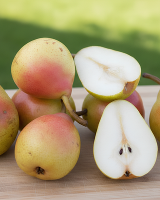 PIANTA DI PERA ANGELICA "PYRUS COMMUNIS"