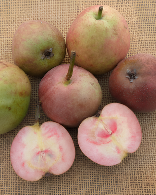 PIANTA DI PERA COCOMERINA AUTUNNALE (BRIACA) "PYRUS COMMUNIS"